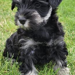Miniature Schnauzers from Seaman's Schnauzers
