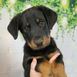 Bumbleberry - Black and rust male Beauceron puppy in Seattle, Washington from SilverStruck Kennels