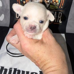 Dutton - Cream and white male Chihuahua puppy in Palmyra, Indiana from Country Star Chihuahuas
