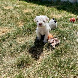 Miniature Schnauzer Puppies from Schnauzers on Robinson Lane