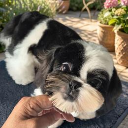 Panda - Black and white male Shih Tzu puppy in El Paso, Texas from Paws Of Beauty