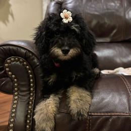 PIP - female Australian Mountain Doodle puppy in Bristow, Oklahoma from 10-Acre Woods Cockapoos