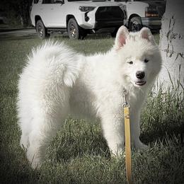 Green boy - White and biscuit male Samoyed puppy in Fairbanks, Alaska from Subarktika Samoyeds