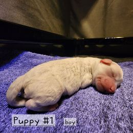 Puppy 1 - White male Havapoo puppy in Salem, Oregon from My Havapoo Puppy