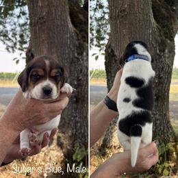 Boy 1 - male Beagle puppy in Brownsville, Oregon from Beagles on the Run