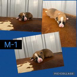 Boy 1 - Red male Pembroke Welsh Corgi puppy in Linden, Texas from W&W “lil” Wrangler Corgis