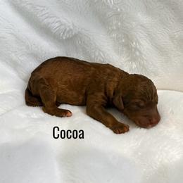 Cocoa - Red female Aussiedoodle puppy in Ellenburg Center, New York from Kristin's Puppies