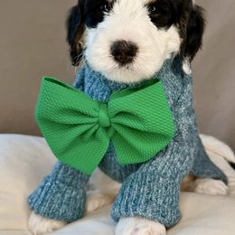 Aqua - Black and white male Bernedoodle puppy in Curtice, Ohio from The Pink Doghouse