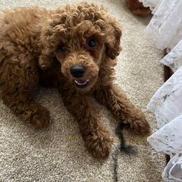 Cooper - Red  male Poodle puppy in Colerain, North Carolina from Lisa's Poodles