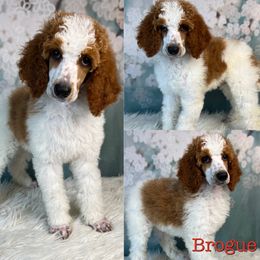 Brogue - Parti Poodle puppy in Swansboro, North Carolina from Monarch Standard Poodles
