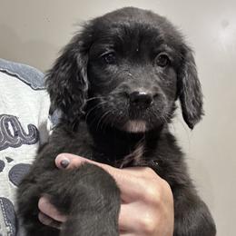 Girl 1 (Light Pink) - female Golden Mountain Dog puppy in Wyoming from Great Basin BMD