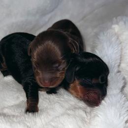 Chia - Chocolate and tan female Dachshund puppy in San Diego, California from Enchantables