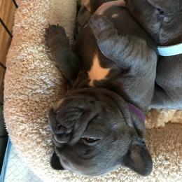 French Bulldog Puppies from Crooked C Ranch