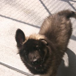 Shiloh Shepherd Puppies from Solace Shilohs