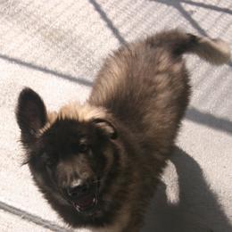 Shiloh Shepherd Puppies from Solace Shilohs