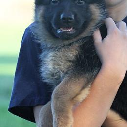 German Shepherd Puppies from Valiant Shepherds