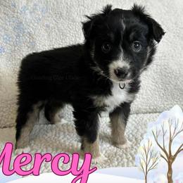 Mercy - Black tri female Miniature Australian Shepherd puppy in Millington, Tennessee from Goading Glee Glade