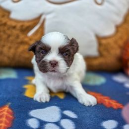 Harry Potter - Red Collar - Liver and white male Shih Tzu puppy in Troy, Ohio from Oodles of Doodles