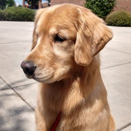 Golden Retrievers and Havanese from Liberty LionsWatch Goldens