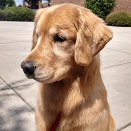 Golden Retrievers and Havanese from Liberty LionsWatch Goldens