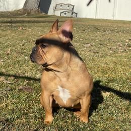 Juno - Fawn female French Bulldog puppy in Billings, Montana from Montana Made Frenchies