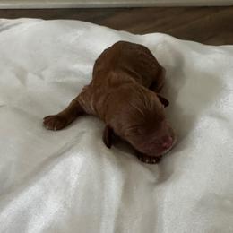 Reba - Red female Cavapoo puppy in Thorndale, Texas from Hattie’s Texas Cavapoos