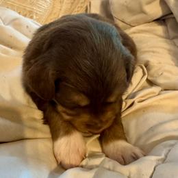 Muffin - Red tri-color female Australian Shepherd puppy in Arizona from BRR Aussies