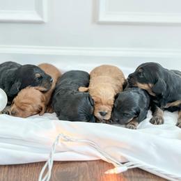 Cockapoo Puppies from Windy Ridge Cockapoos