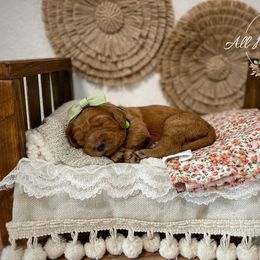 Goldendoodle Puppies from All My Doodles