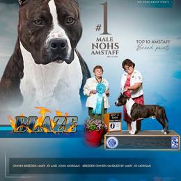 Blaze - American Staffordshire Terrier