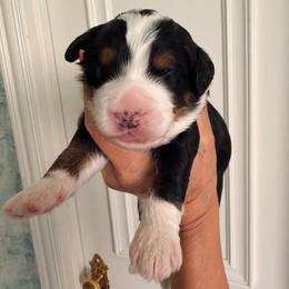 Driver - Tri-color male Bernedoodle puppy in Royse City, Texas from Platinum Bernedoodles of Texas