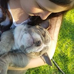 Bulldogs and French Bulldogs from Blue Rover Bullies