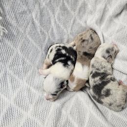 American Corgi, Cane Corso, Pembroke Welsh Corgi, and Rhodesian Ridgeback Puppies from Diamondcrest Inc