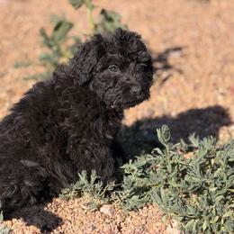 Justice - Black female Bouvier des Flandres puppy in Wellington, Colorado from Blood Family Frenchies and Bouvs