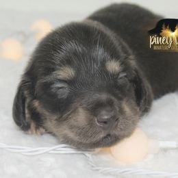 Dachshund Puppies from Piney Woods Miniature Dachshunds LLC
