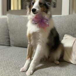 Shetland Sheepdog All Grown Up from Kim's Shetland Sheepdogs