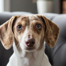 Dachshunds from Irlbeck Farm