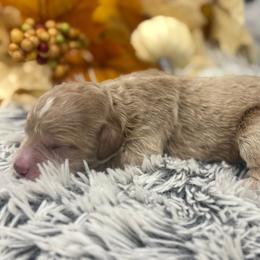 Boy 3 - Apricot male Goldendoodle puppy in Ambrose, Georgia from Brandilyn's Aussies