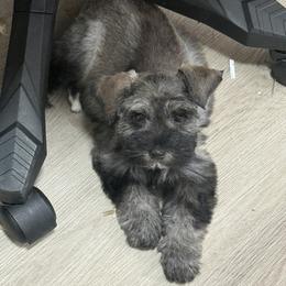 Hex - Salt and pepper female Miniature Schnauzer puppy in Glendale, Arizona from Pipes of Gizzie’s Swamp