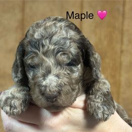 Maple - Brown merle female Aussiedoodle puppy in Greensburg, Kentucky from Doodle Me Crazy