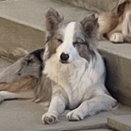 Melody - Border Collie