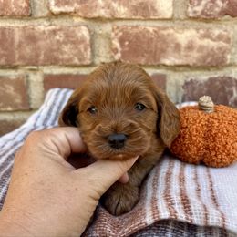 Simon - Red male Cavapoo puppy in Redding, California from Lipscomb Doodles