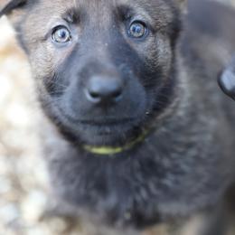German Shepherd Puppies from Vom Haus Highlands