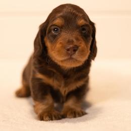 Chocolate and tan boy - Chocolate and tan male Dachshund puppy in Denison, Texas from Rising Dawn Dachshunds