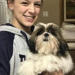 Shih Tzu Puppies from Willow Lane Shih Tzus