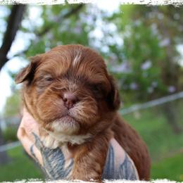 Shakespeare - male Shih Tzu puppy in Warren, Michigan from Danielle's Yorkie Babies