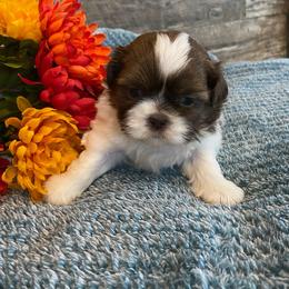 Reece - Sable and white female Shih Tzu puppy in Osseo, Michigan from Paws in the Country