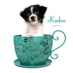 Kaden - Black male Mi-Ki puppy in Elizabeth, Colorado from Royal T Mi-Kis