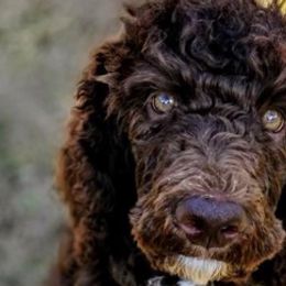 Bernedoodles from Designer Therapy Pups