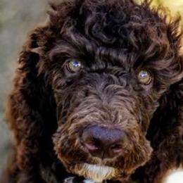Bernedoodles from Designer Therapy Pups